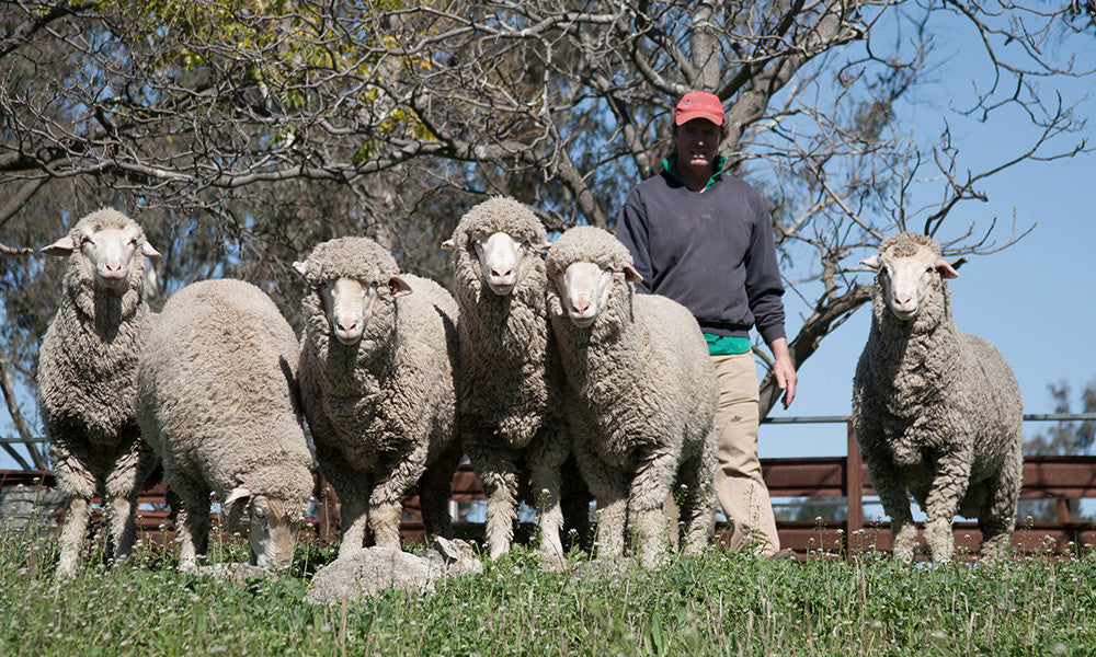 Sustainable and Ethical Merino