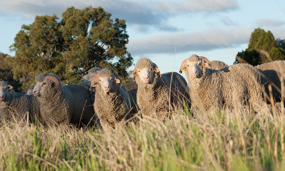 Rotational Grazing on Glenwood